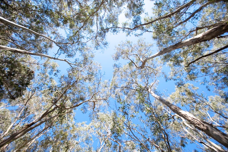 a view of tree branches and the sky