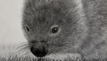 close up of a wombat